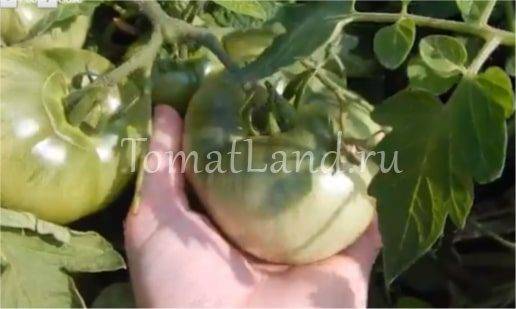Характеристика и описание сорта томата лабрадор, инструкция по его выращиванию