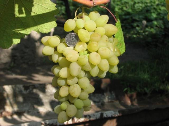 Описание и характеристики винограда сорта плевен, отзывы садоводов