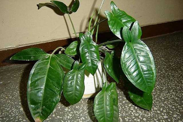 Полуэпифитная лиана сингониум: уход в домашних условиях, фото тропической культуры, создание оптимальных условий для развития растения