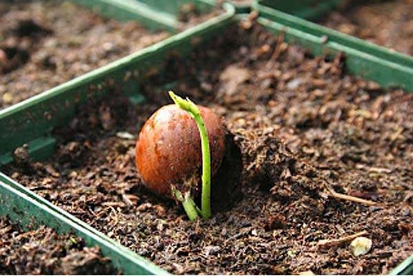 Как вырастить кедр из орешка в домашних условиях? 24 фото как посадить семена? пошаговое выращивание ростка из шишки