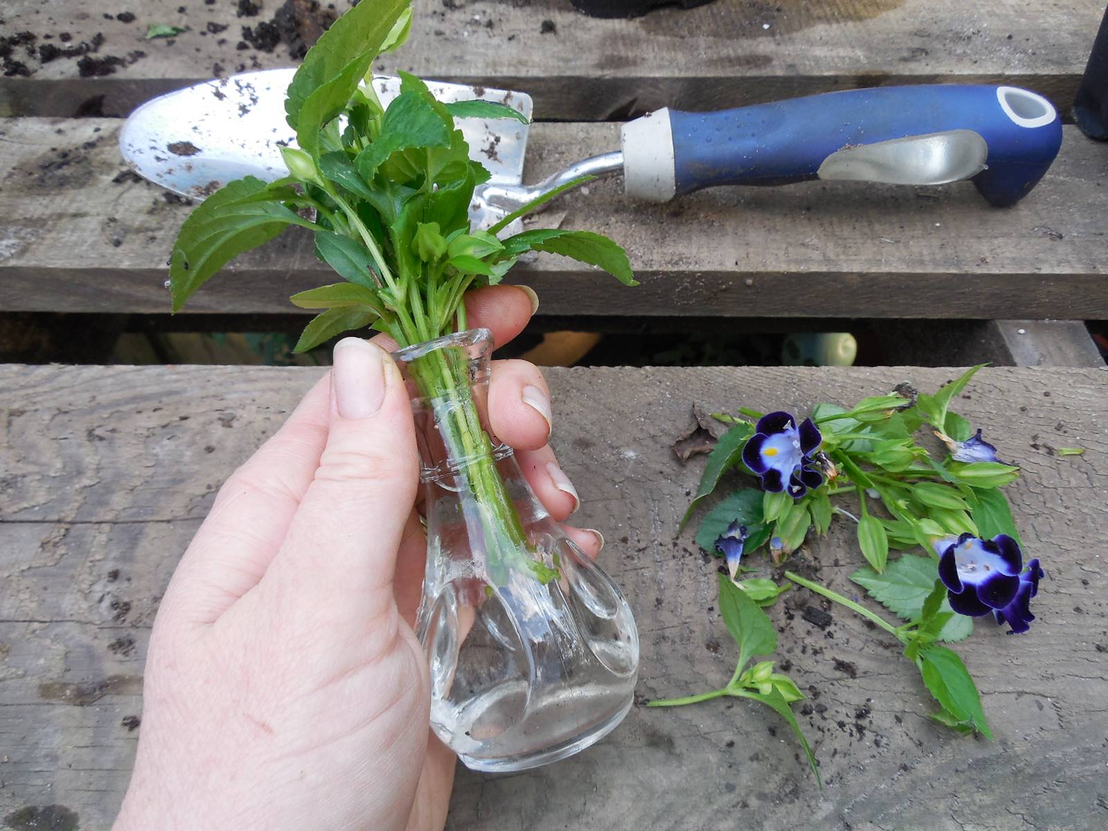 Цветок торения: выращивание из семян в домашних условиях, посадка и уход, описание