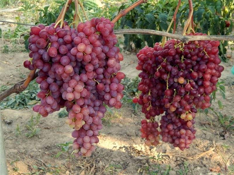 Виноград велес: особенности, достоинства и недостатки сорта