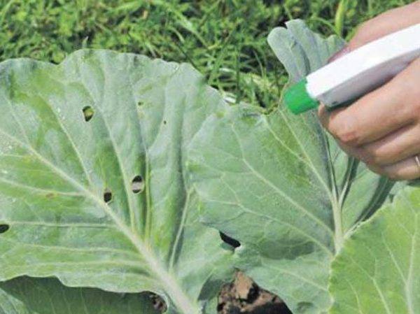 Как избавиться от вредителей капусты без химии: народные рецепты для защиты капусты