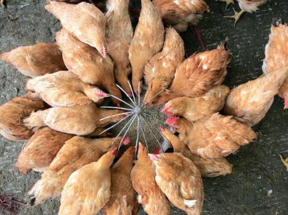 Почему цыплята клюют друг друга до крови: причины и что делать