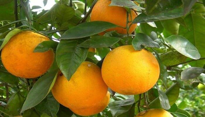 Виды цитрусовых фруктов: фото