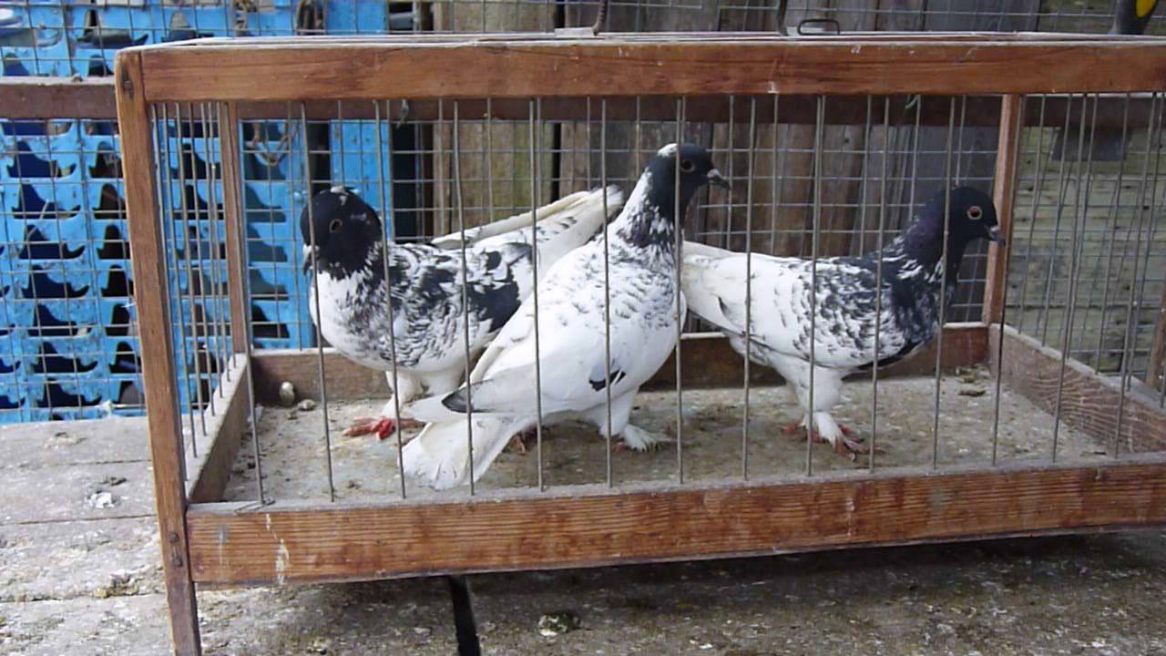 Характеристика иранских голубей, их подвидов с фото
