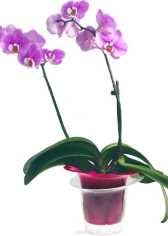 Как спасти орхидею, если у нее сгнили корни: советы, инструкция