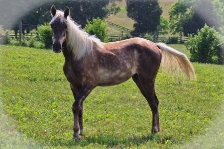 Горские породы лошадей: описание | конный портал