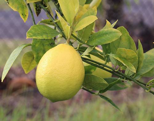 Сорта лимонов с фото и описанием для домашнего выращивания