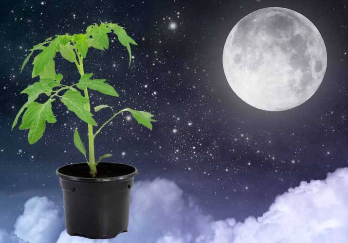 Лунный календарь 2021: когда сажать перцы и помидоры на рассаду