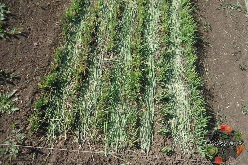 Посадка ржи осенью под зиму и весной: на зерно и как сидерат