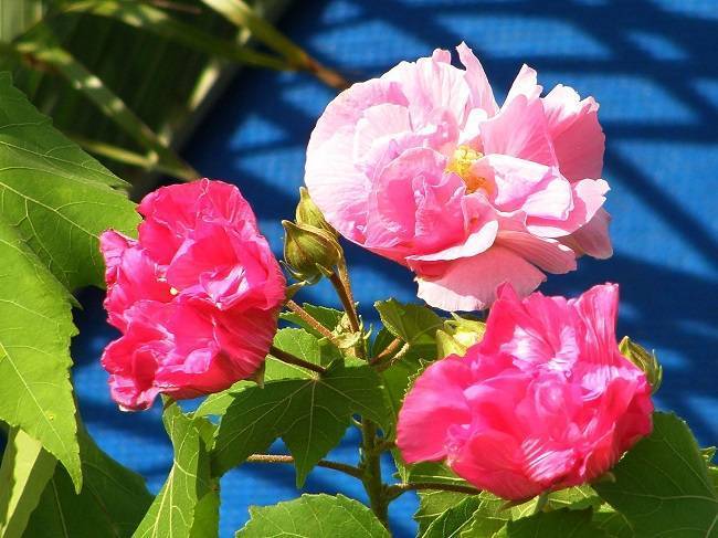 Гибискус сирийский: посадка и уход за розой, выращивание из семян + фото и видео