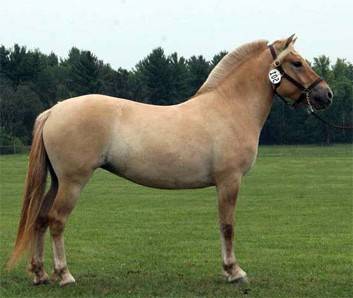 Соловая масть лошади: фото и характеристика | мои лошадки
