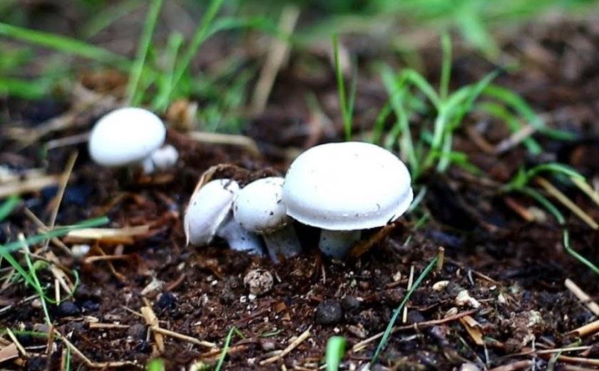 Грибы дома - особенности выращивания грибов на пеньках | cельхозпортал