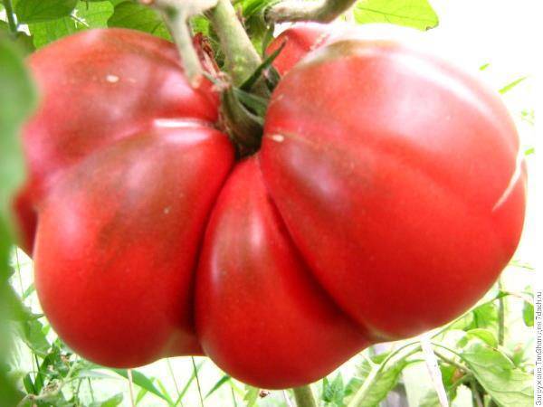 Выращивание, описание и уход за помидорами «медвежья лапа»
