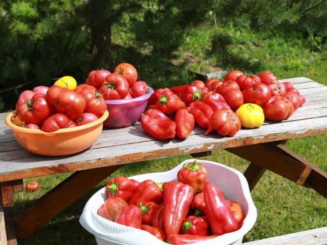Какими народными средствами можно подкормить рассаду томатов и перца?