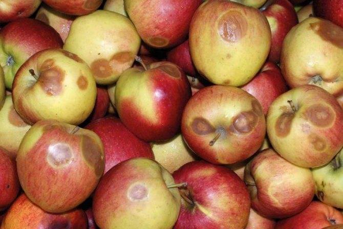 Как сохранить яблоки свежими зимой