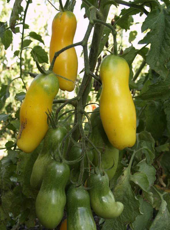 Характеристика и описание томата “перцевидный гигант”