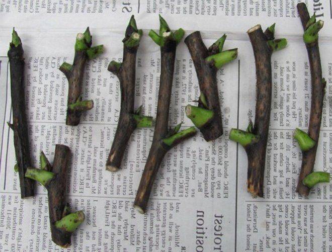 Пионы: размножение делением куста, стеблевыми черенками