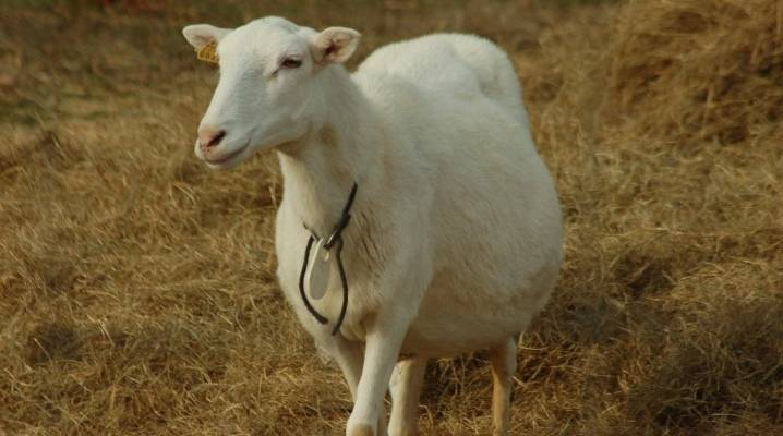 Окот овец: беременность и роды