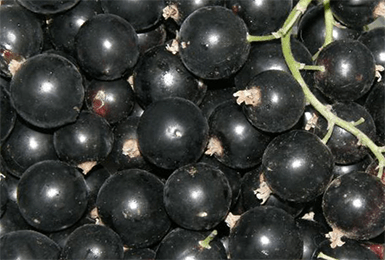 Смородина селеченская: 125 фото, видео описание выращивания и ухода за черной смородины