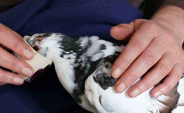 Орнитоз у голубей: описание, симптомы и лечение — selok.info