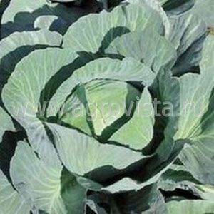 Характеристика капусты салатного сорта аммон f1 - журнал садовода ryazanameli.ru