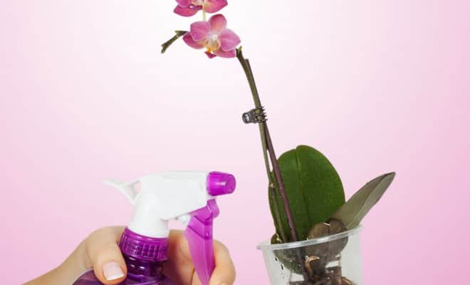Удобрения для орхидеи фаленопсис: когда и чем подкармливать растение в домашних условиях, как правильно это делать, нужны ли подкормки во время цветения? русский фермер