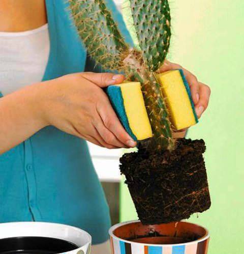 Как пересадить кактус в другой горшок в домашних условиях