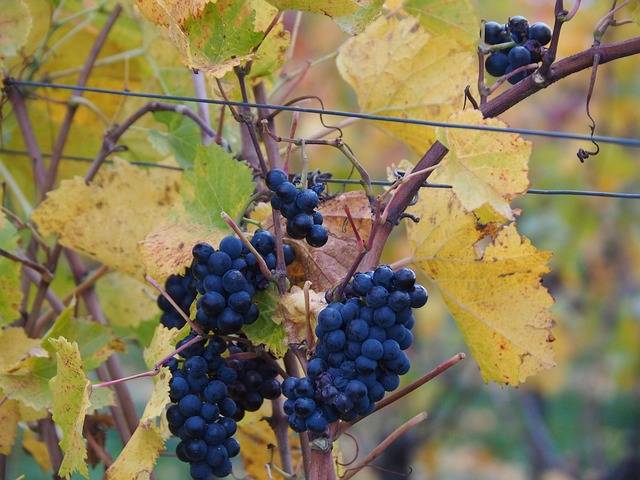 Обработка винограда осенью: чем опрыскивать от болезней и вредителей перед укрытием на зиму