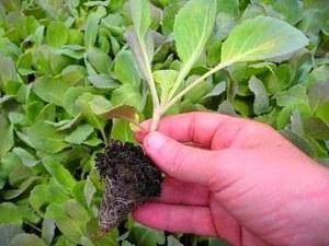 Рассада капусты - выращивание в домашних условиях, секреты ухода до высадки в открытый грунт