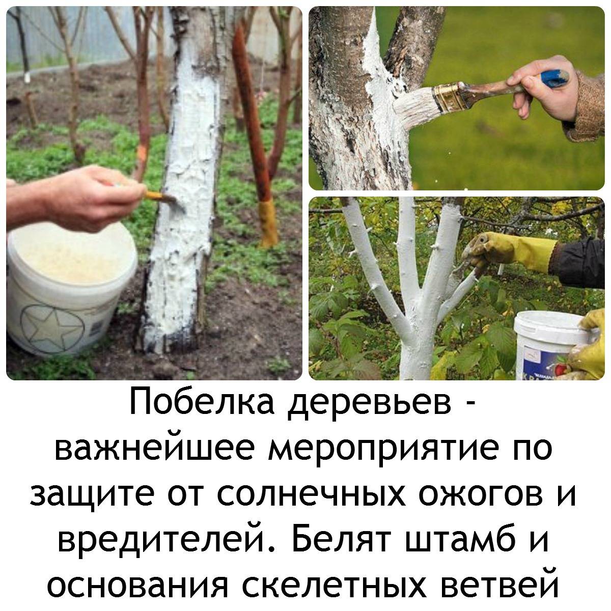 Как правильно белить деревья известью весной, рецепты побелочной смеси