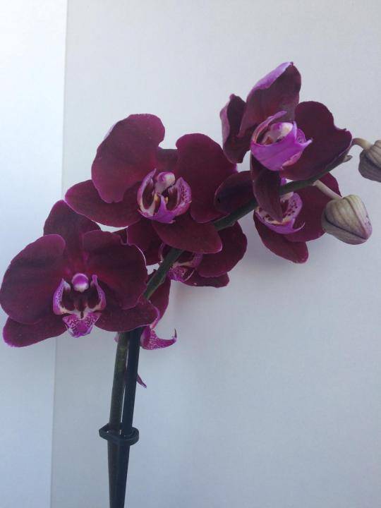 Загадочные чёрные орхидеи: сорта и фото