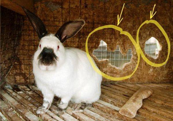 Почему кусают кролики: как отучить