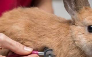 Насморк у кроликов: что делать, чем лечить