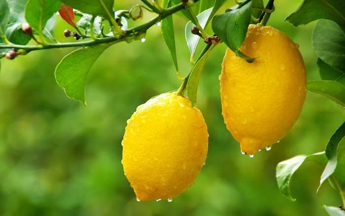 Как привить лимон в домашних условиях чтобы он плодоносил? 125 фото, видео и руководство по прививке своими руками