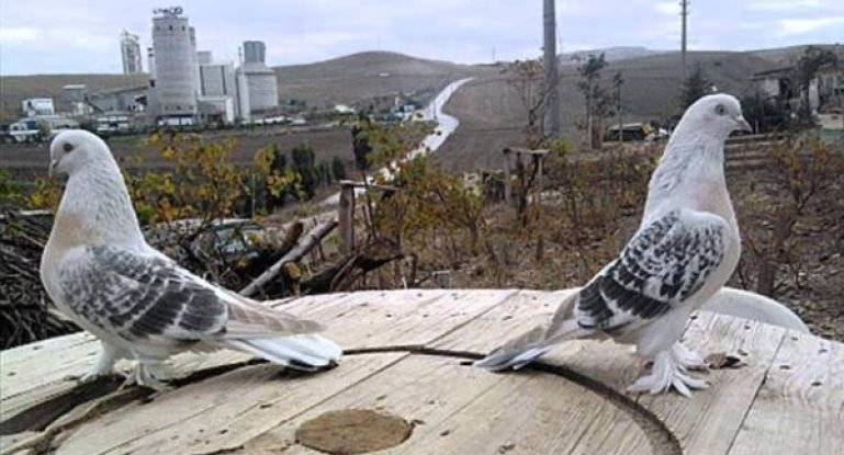 Турецкие бойные голуби такла: обзор породи и видео
турецкие бойные голуби такла: обзор породи и видео