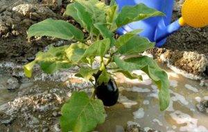 Баклажан черный красавец (блэк бьюти): характеристика и описание сорта, особенности выращивания и ухода, фото, отзывы