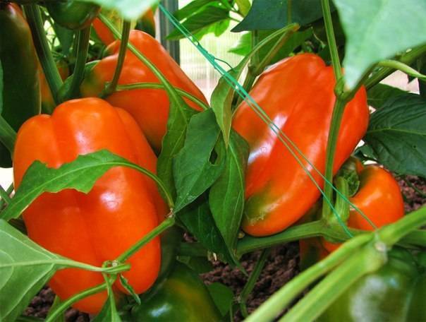 Фото отзывы описание характеристика урожайность сорта томата оранжевое чудо - журнал садовода ryazanameli.ru