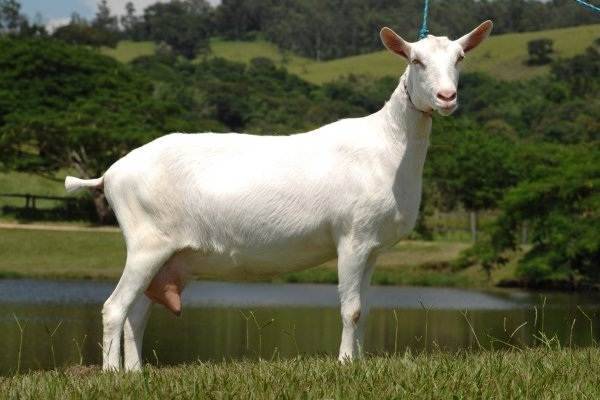 Безрогие козы — разновидности пород, описание и характеристика