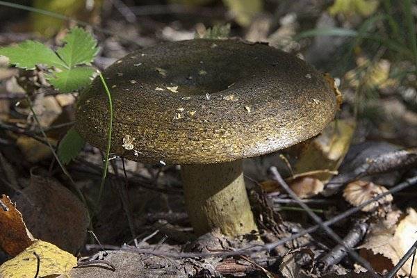 Какие грибы растут в новосибирской области. топ самых популярных | досуг | аиф новосибирск