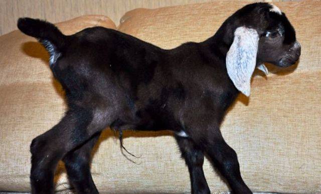 Нубийские козы – описание породы, происхождение, преимущества и существующие окрасы