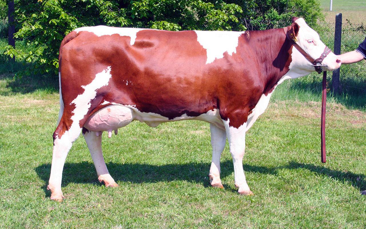 Костромская порода коров: фото, характеристика