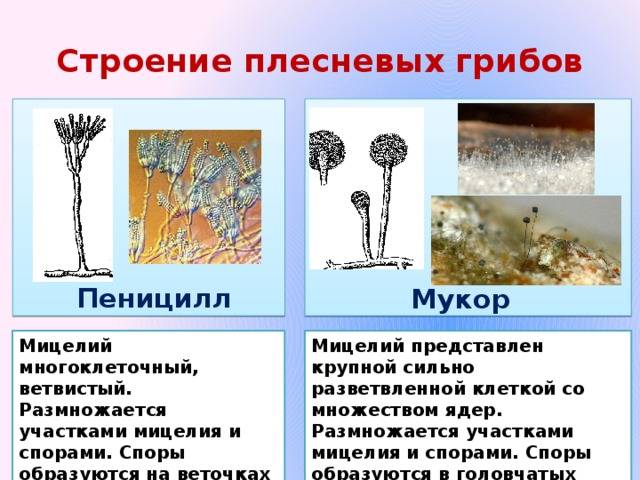 Гриб мукор, или белая плесень: особенности строения, размножения и питания