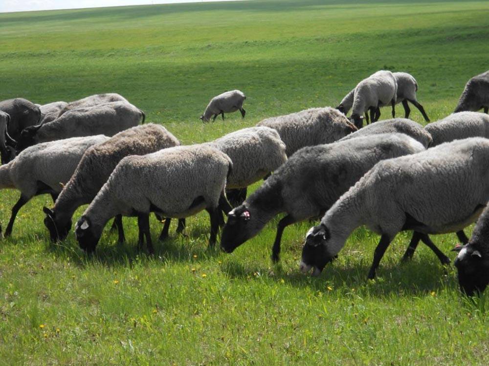 Романовская порода овец: характеристика и фото