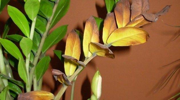 Капельки на листьях у замиокулькаса: причины явления и способы устранения