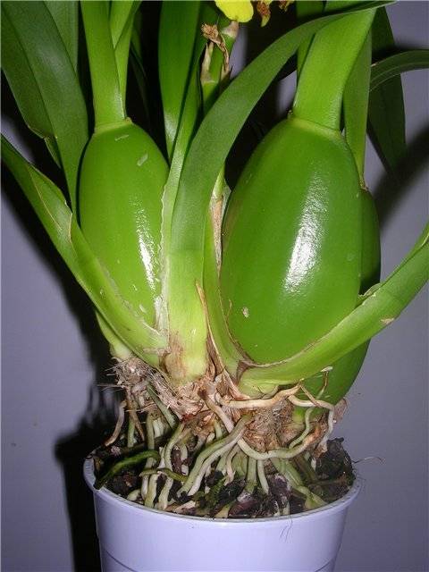 Орхидея «Онцидиум»: уход в домашних условиях, фото