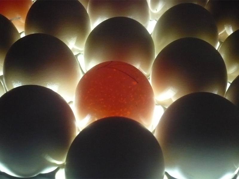 Овоскопирование куриных яиц: особенности процесса, фото и видео
