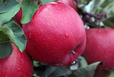 Сортовая характеристика яблони Хоней Крисп