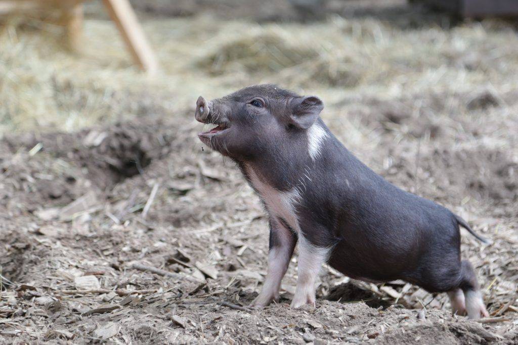 Мини-пиг: фото карликовой домашней свиньи